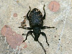 Black Vine Weevil